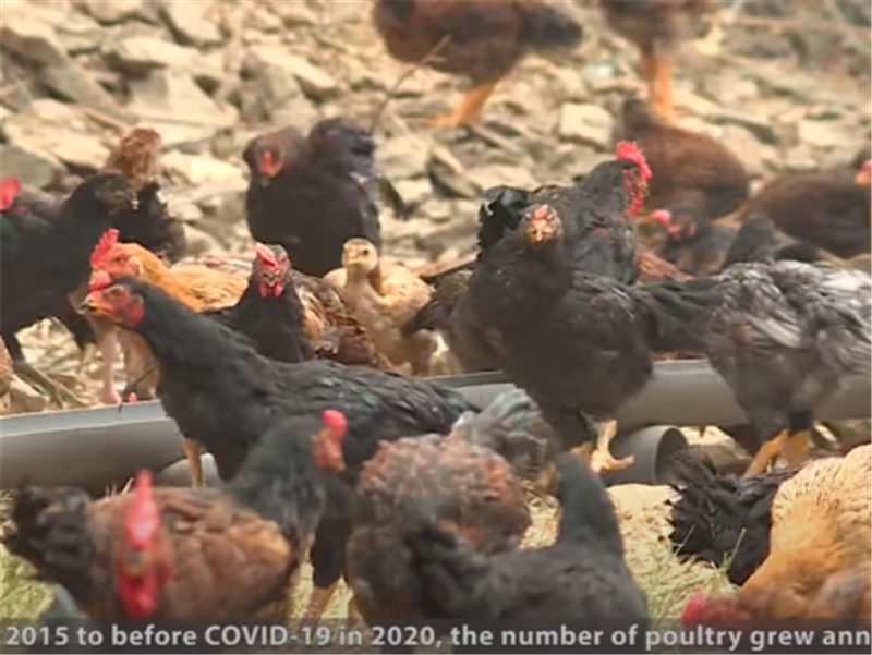 Developing sustainable poultry production in Vietnam with a One Health approach