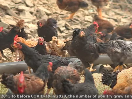 Developing sustainable poultry production in Vietnam with a One Health approach